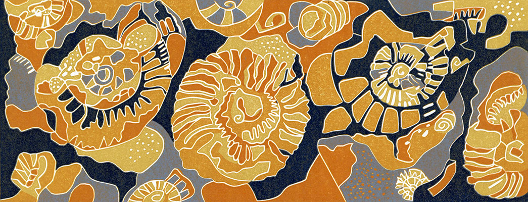 ammonites 1 ammonites 1